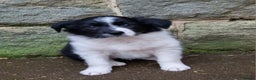 Border Collie dogs for sale: 🐾 Border Collie Pups for Sale 🐾 - Advert 1