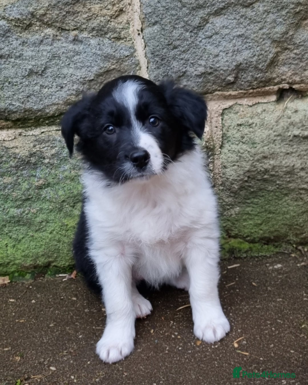 Border Collie dogs for sale: 🐾 Border Collie Pups for Sale 🐾 - Advert 1