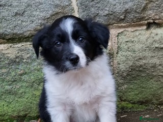 Border Collie dogs 🐾 Border Collie Pups for Sale 🐾 - Advert 1
