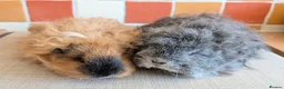 Guinea Pig rodents for sale: Gorgeous Texel sows - Advert 1