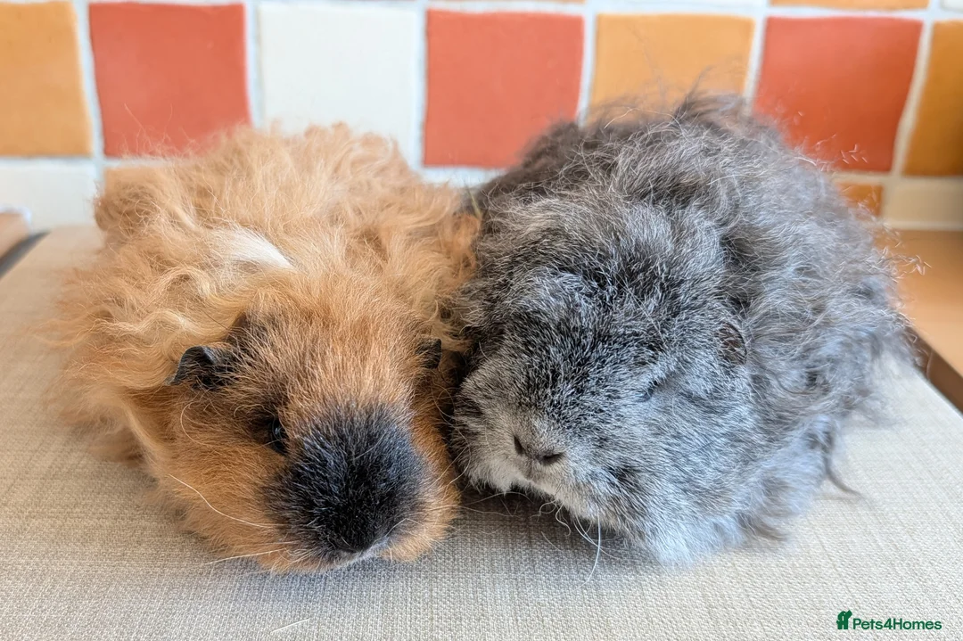 Guinea Pig rodents for sale: Gorgeous Texel sows - Advert 1
