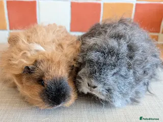 Guinea Pig rodents Gorgeous Texel sows - Advert 17