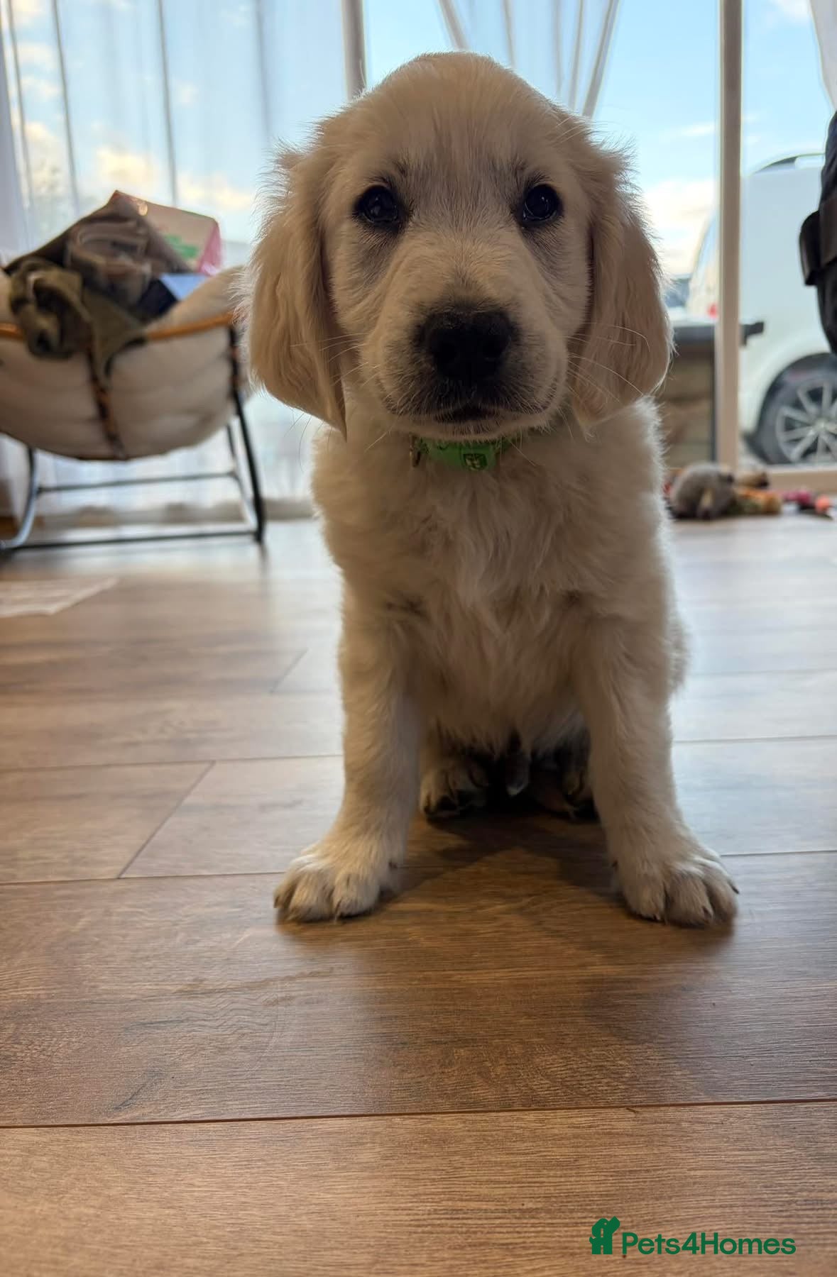 Golden Retriever dogs Ready to go KC registered Boy - Advert 11