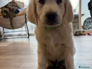 Golden Retriever dogs Ready to go KC registered Boy - Advert 11