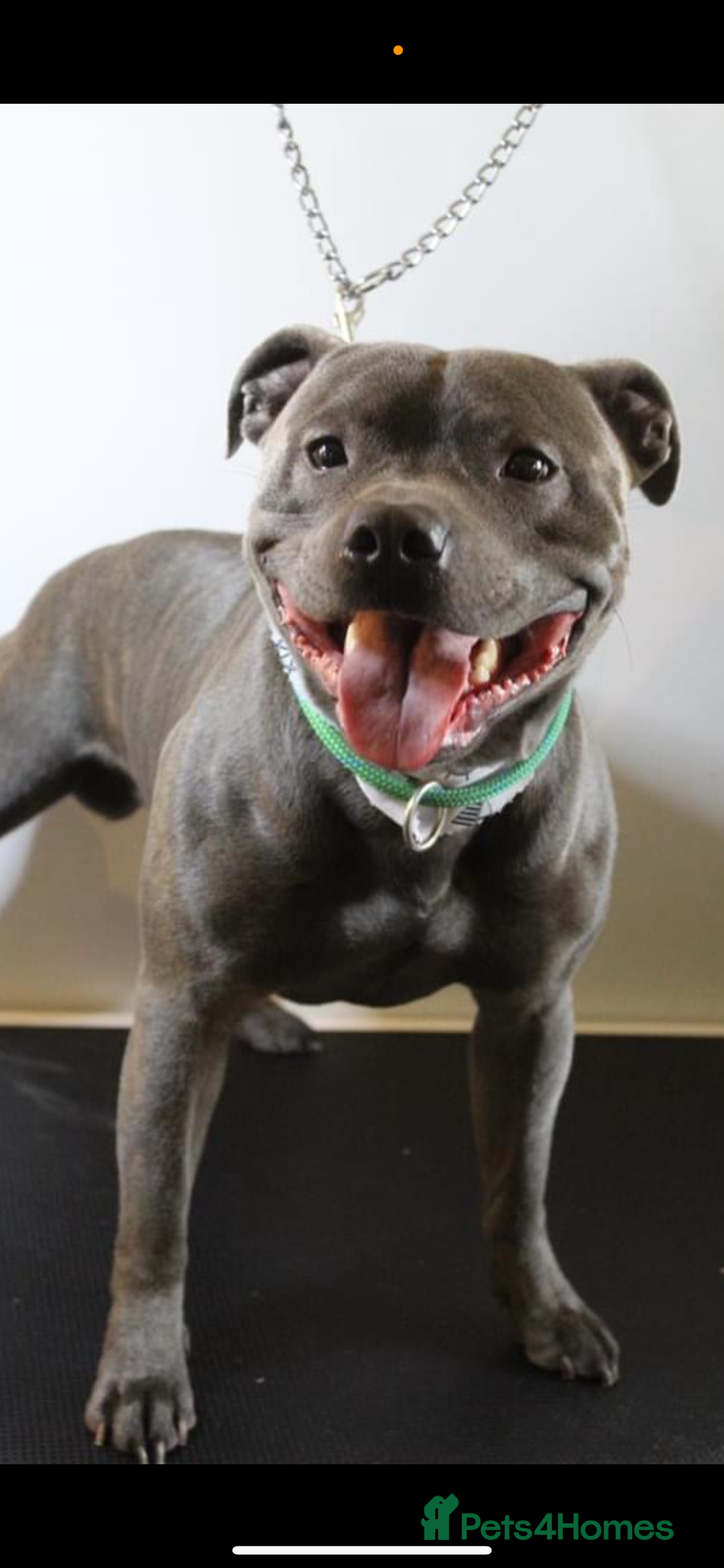 Staffordshire Bull Terrier dogs for sale: Blue Staffordshire bull terrier puppies  - Image 8