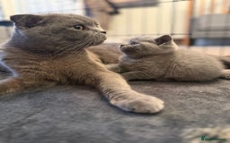 Scottish Fold cats for sale: Scottish Fold Kitten Looking for Home - Image 9