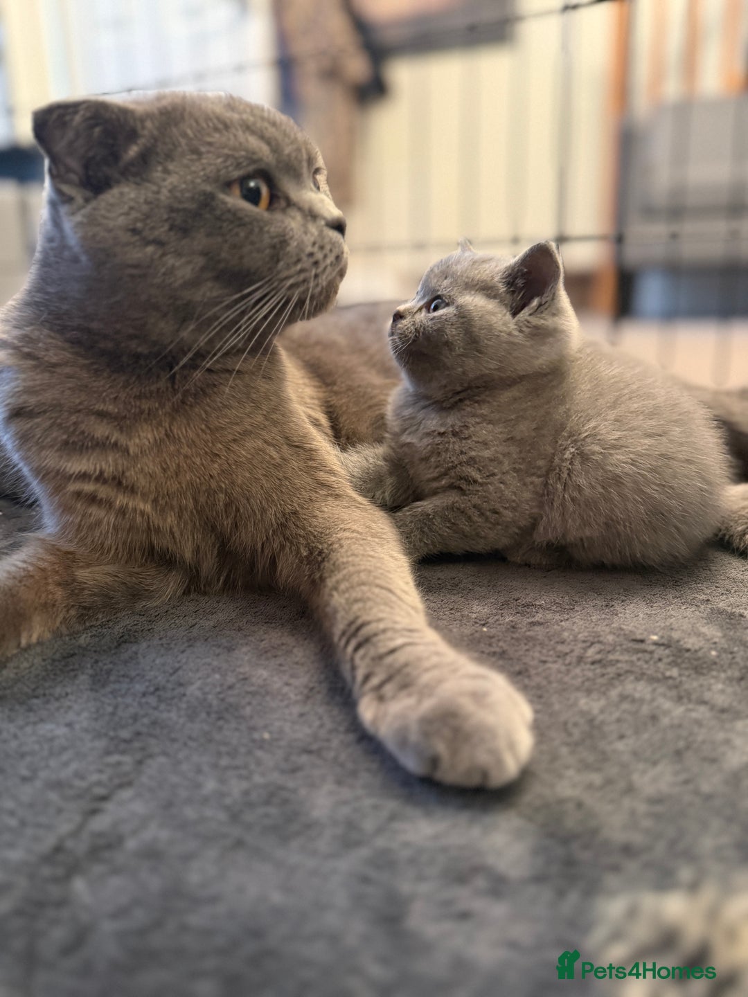 Scottish Fold cats for sale: Scottish Fold Kitten Looking for Home - Image 9