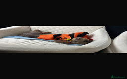 Miniature Dachshund dogs for sale: Miniature Long haired Dachshund Lilac and Tan - Image 6