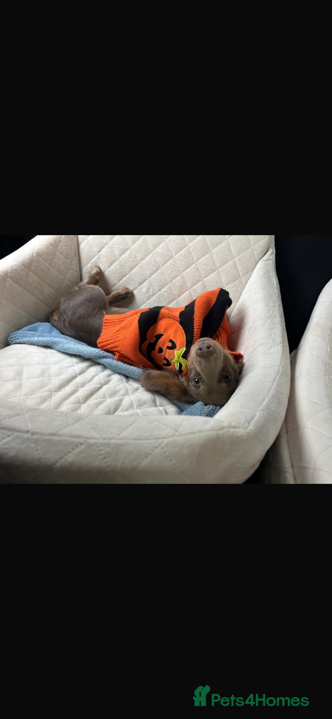 Miniature Dachshund dogs for sale: Miniature Long haired Dachshund Lilac and Tan - Image 6