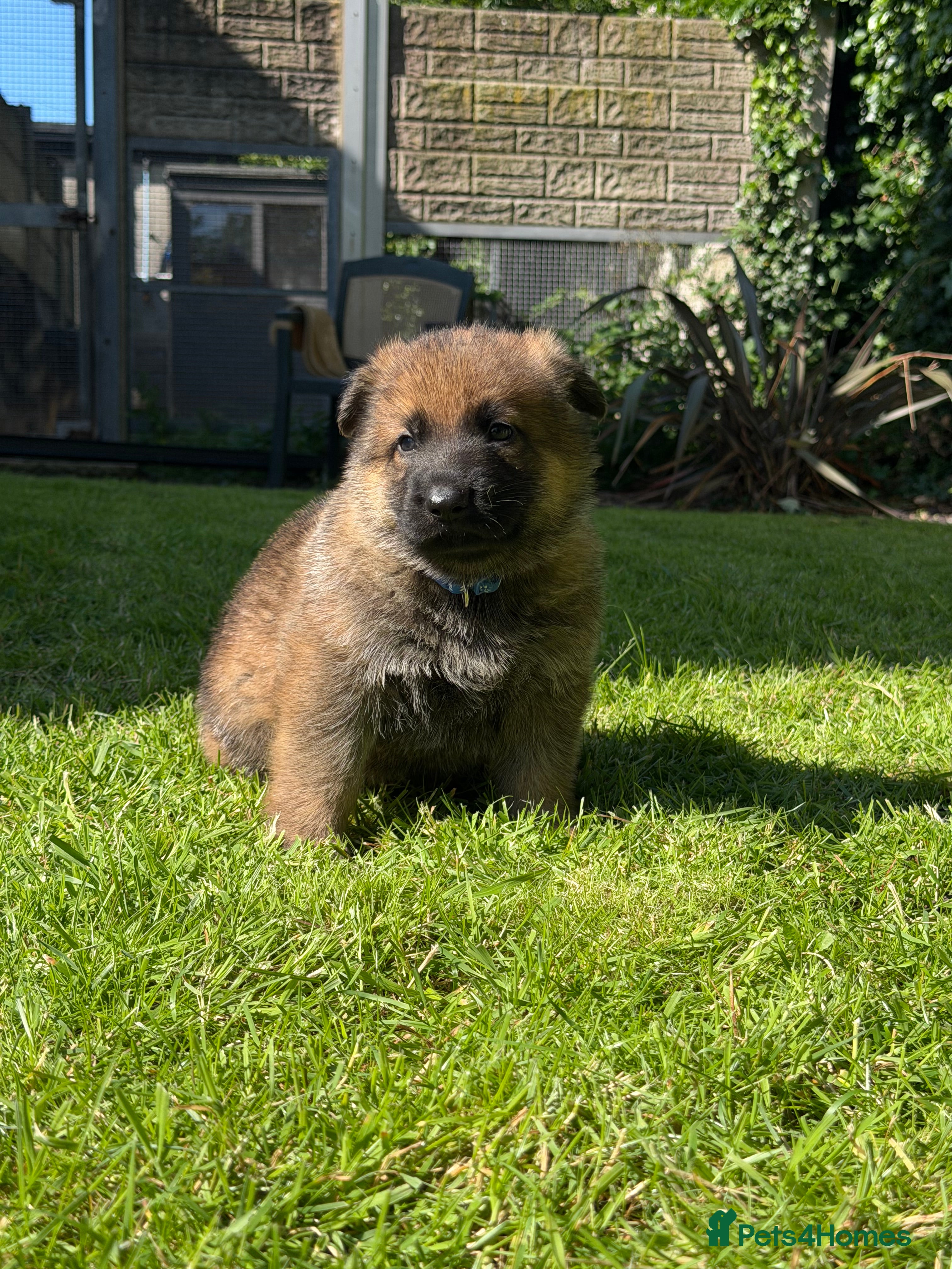 German Shepherd dogs GSD pups - Advert 1