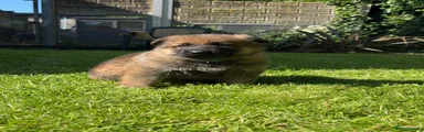 German Shepherd 7 blue collar
