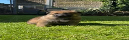 German Shepherd dogs for sale: GSD pups - Advert 6