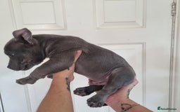 American Bully dogs for sale: David  - Image 30