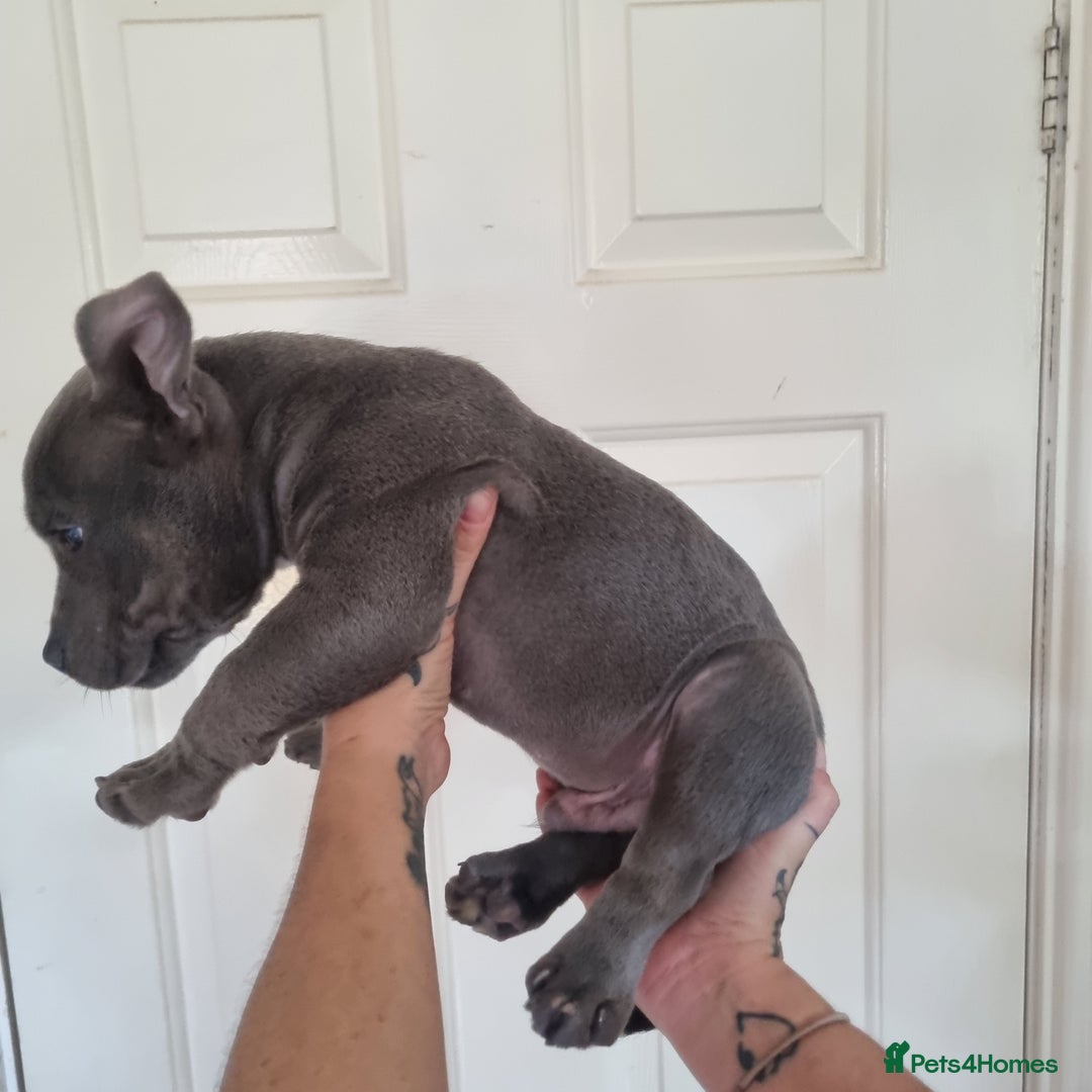 American Bully dogs for sale: David  - Image 30