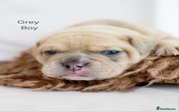 Olde English Bulldogge dogs for sale: Olde english bulldog  - Image 13