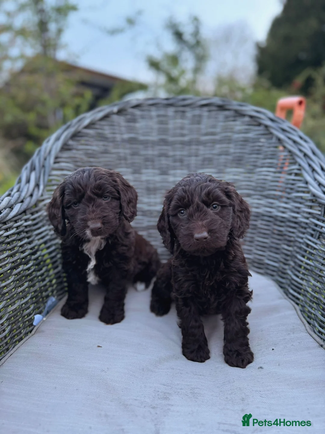 Cockapoo dogs for sale: F1 Cockapoo Puppies.  2 chocolate girls left - Advert 2