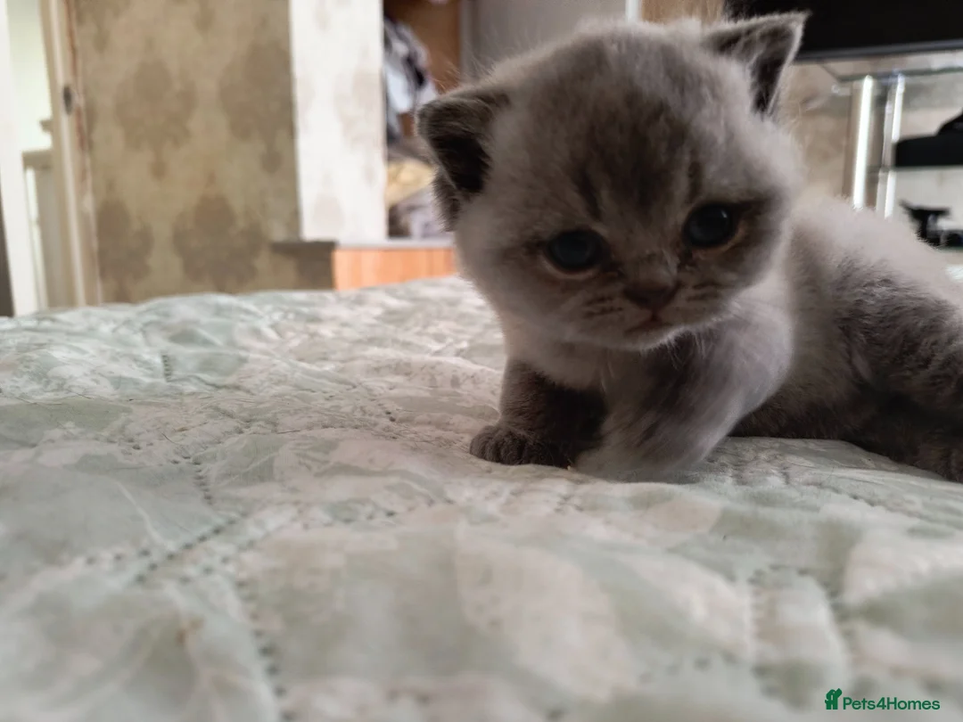 British Shorthair cats for sale: Magnificent Silver pedigree. Gccf registered.   - Advert 1