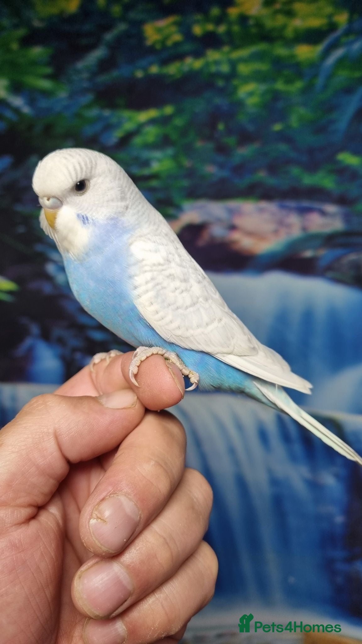 Budgerigars birds Baby Budgies for sale - Advert 1
