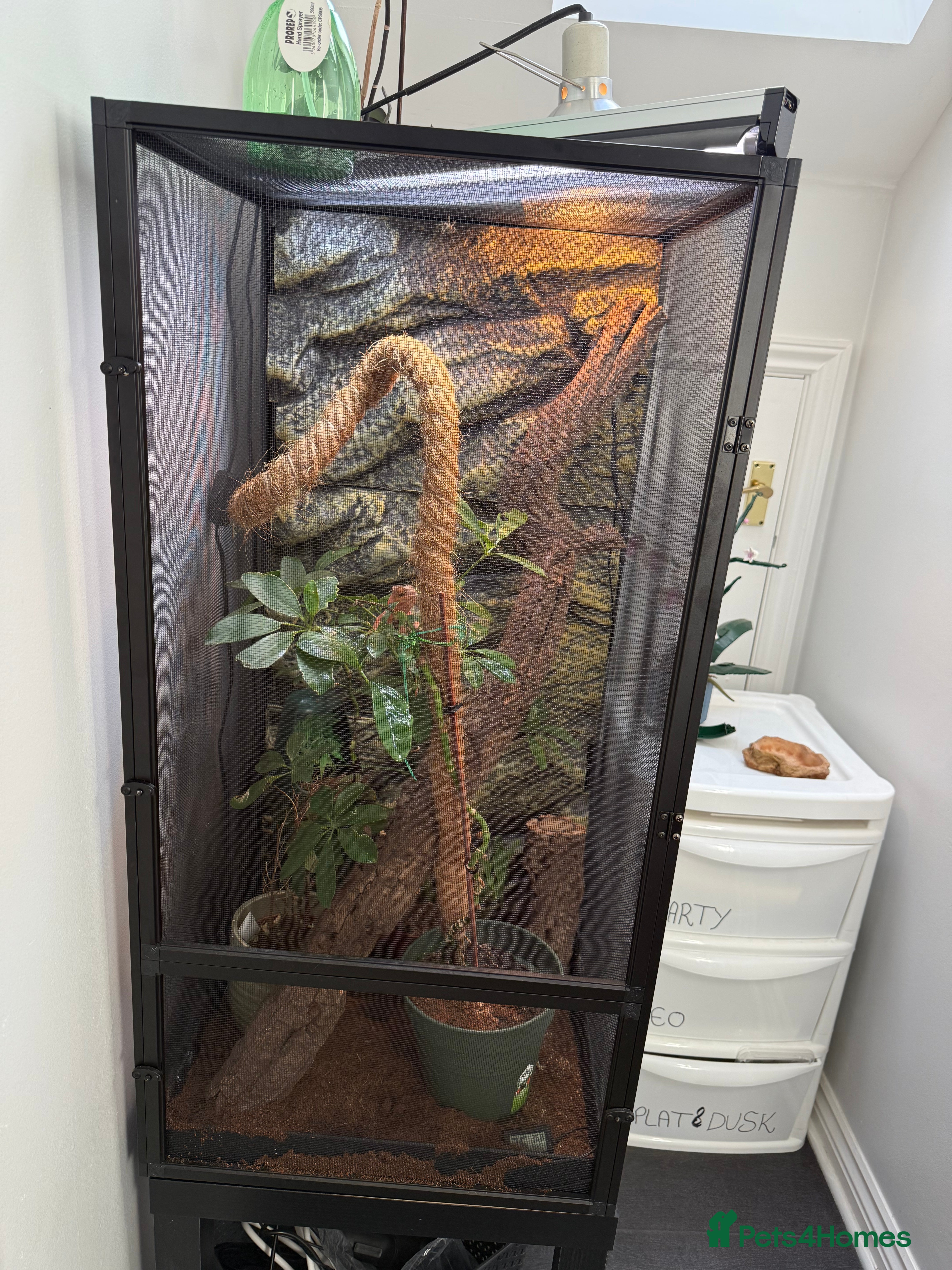 Chameleon reptiles Female panther chameleon with set up - Advert 1