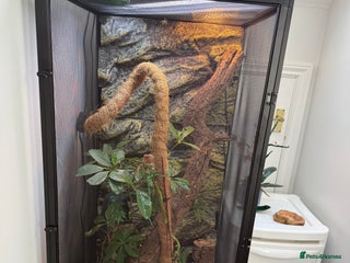 Chameleon reptiles Female panther chameleon with set up - Advert 1