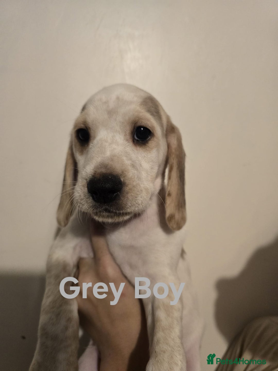 Mixed Breed dogs for sale: Blue Roan Cocker Spaniel Mix  - Image 4