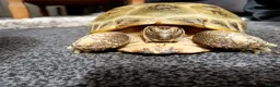 Tortoise reptiles for sale: Horsefield Tortiose in Birmingham - Advert 1