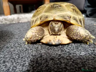 Tortoise reptiles Horsefield Tortiose - Advert 1
