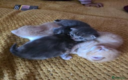 British Longhair cats for sale: 🐈 cat - Image 2