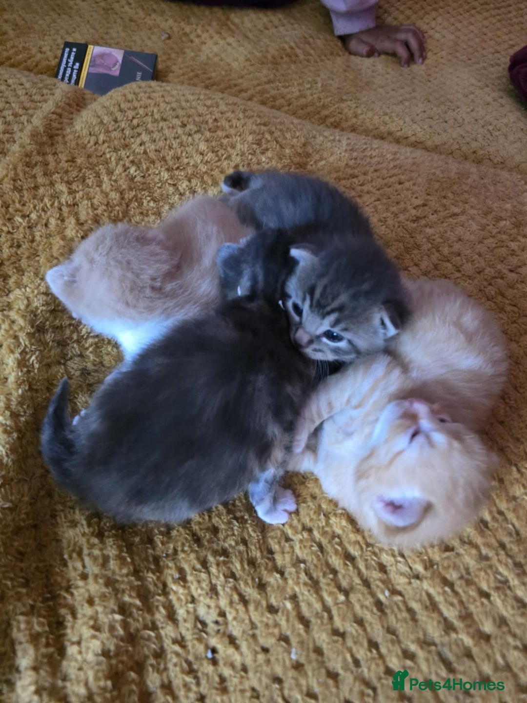 British Longhair cats for sale: 🐈 cat - Image 2