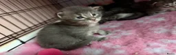 Maine Coon cats for sale: Stunning Maine coon kittens  - Advert 5