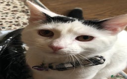 Mixed Breed cats for sale: Stan - Friendly and loved unable to keep - Image 1