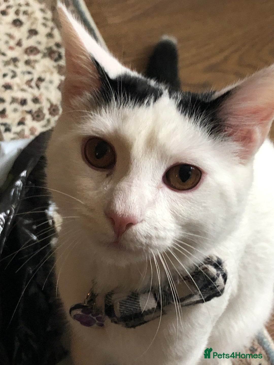 Mixed Breed cats for sale: Stan - Friendly and loved unable to keep - Image 1