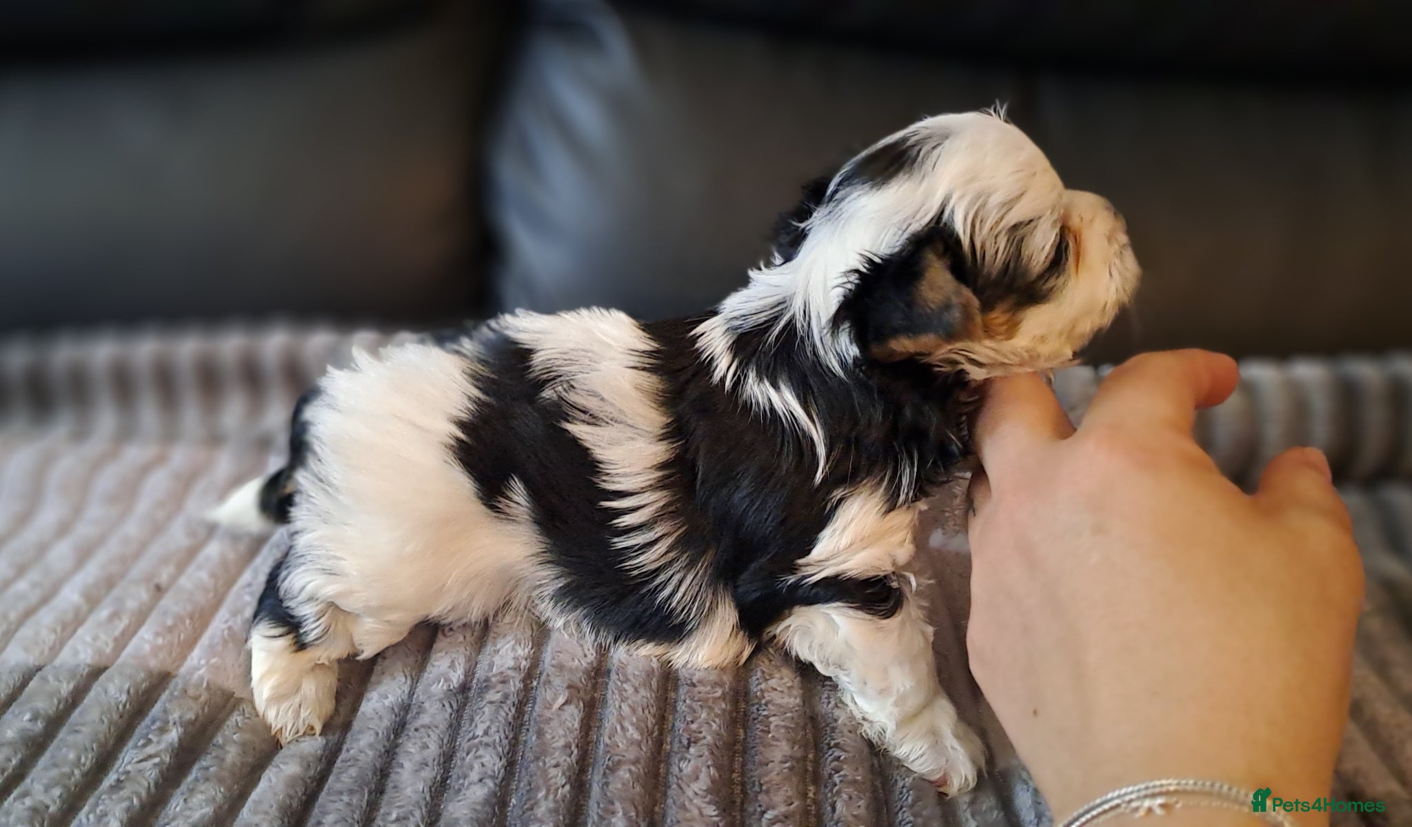 Biewer Terrier dogs Beautiful Biewer babies  - Advert 9