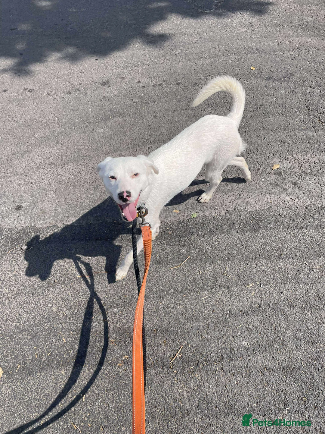 Mixed Breed dogs for adoption: Meet Clove, currently residing in Cheshire  - Advert 6