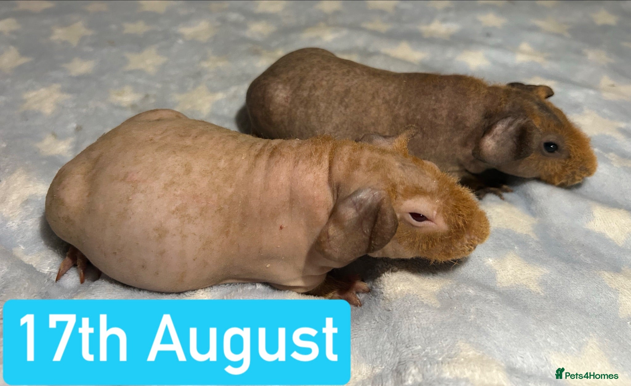 Guinea Pig rodents Skinny & Guinea Pig Boars  - Advert 2