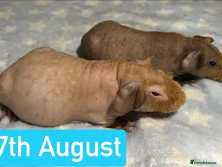 Guinea Pig rodents Skinny & Guinea Pig Boars - Advert 2