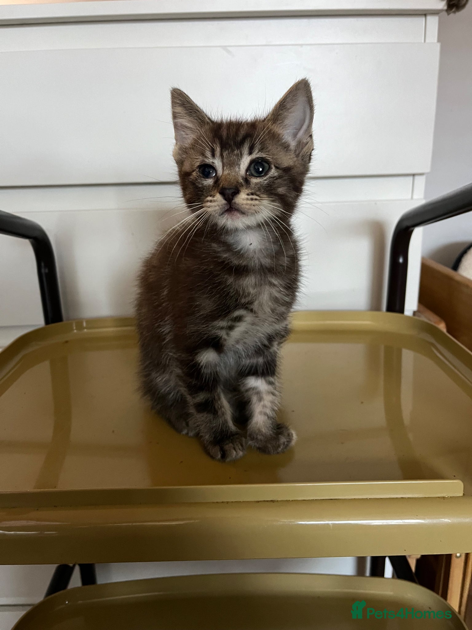 Mixed Breed cats Ragdoll x DSH kitten male - Advert 1