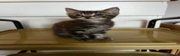 Mixed Breed cats for sale: Ragdoll x DSH kitten male - Advert 1
