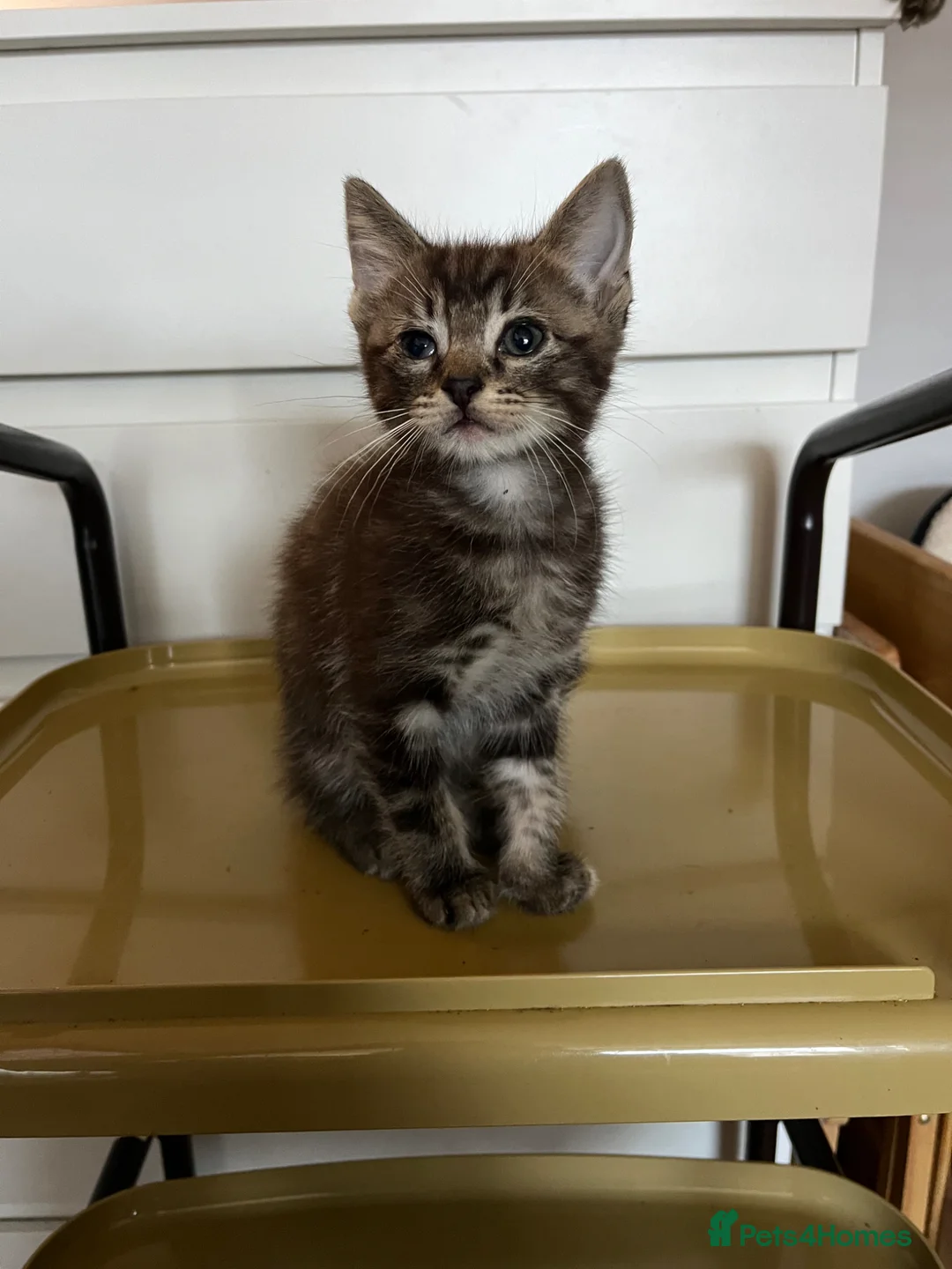 Mixed Breed cats for sale: Ragdoll x DSH kitten male - Advert 1