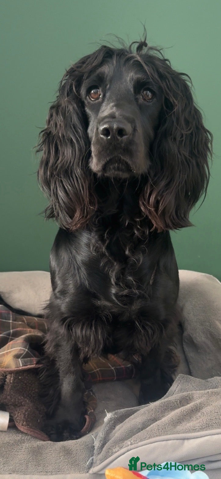 Cocker Spaniel dogs 7 Working Cocker Spaniels Looking for a new home - Advert 1