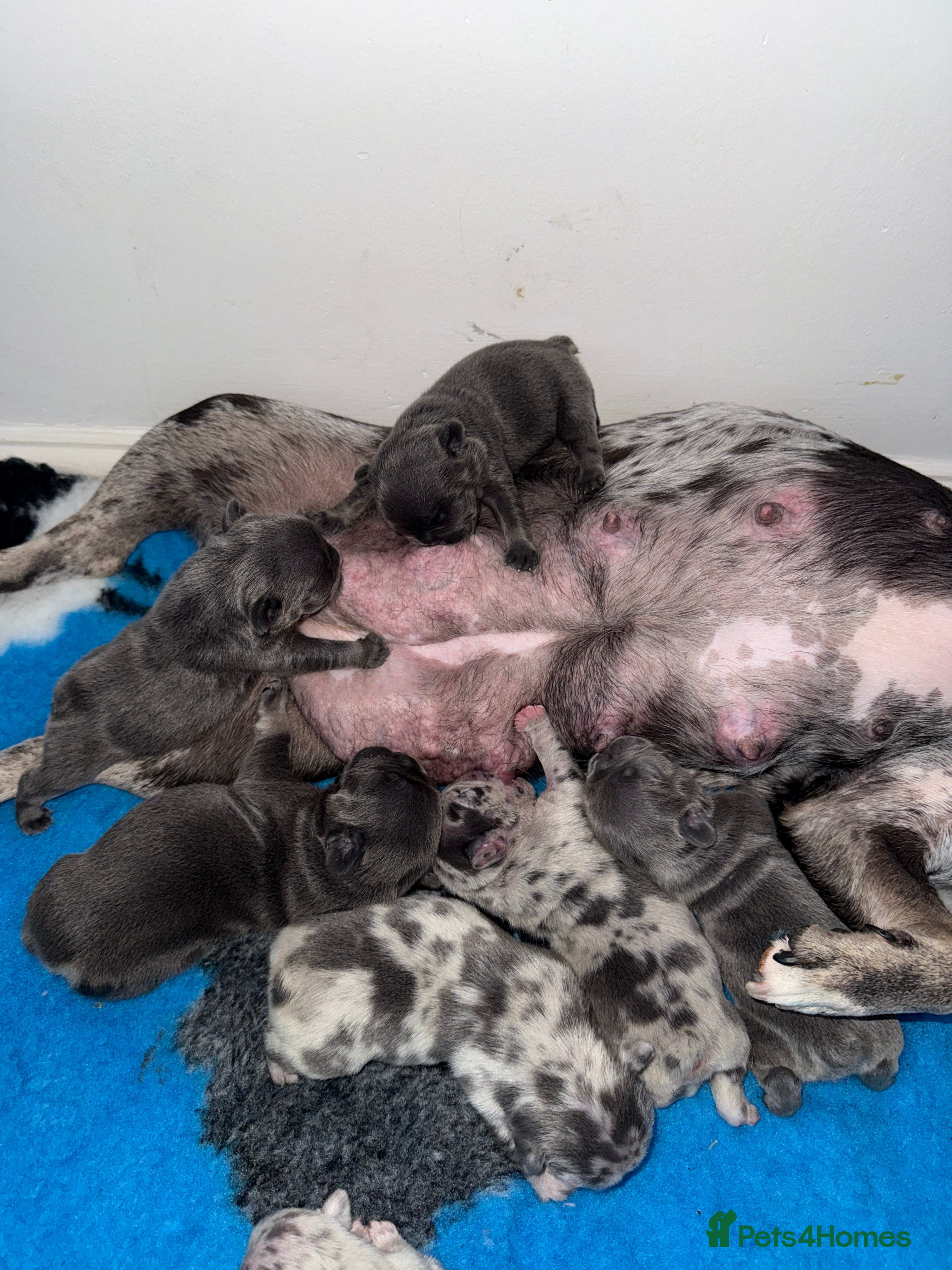 French Bulldog dogs French bulldog ready before Christmas 🎄🥰 - Advert 3