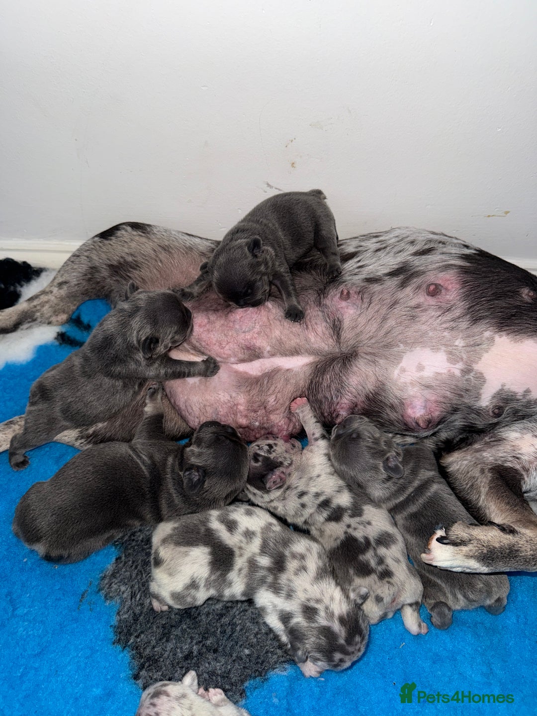 French Bulldog dogs for sale: French bulldog ready before  **   ** 🥰 - Advert 1