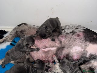 French Bulldog dogs French bulldog ready before ** ** 🥰 - Advert 1