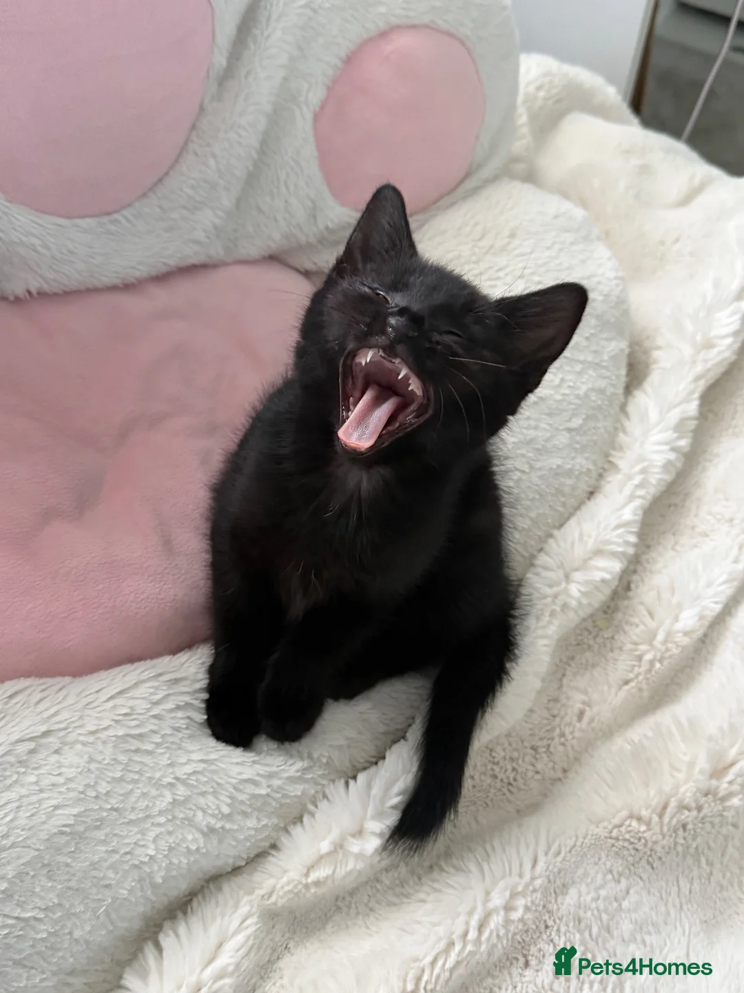 Mixed Breed cats for sale: 2 beautiful playful kittens for sale - Advert 2