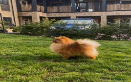 Pomeranian dogs for stud: 5 Gen Pedigree Pom ** ** boy for stud  - Image 2