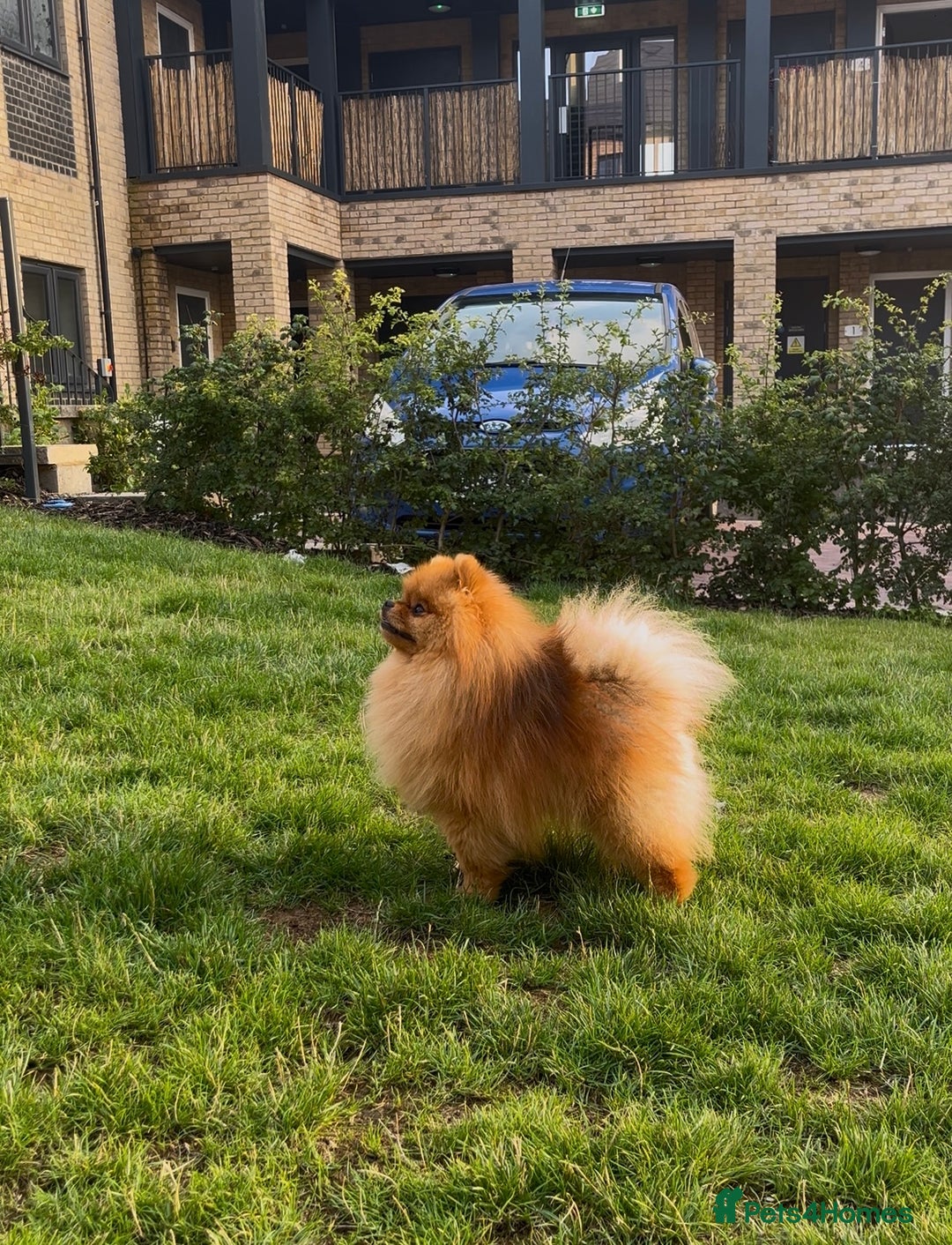 Pomeranian dogs for stud: 5 Gen Pedigree Pom ** ** boy for stud  - Image 2