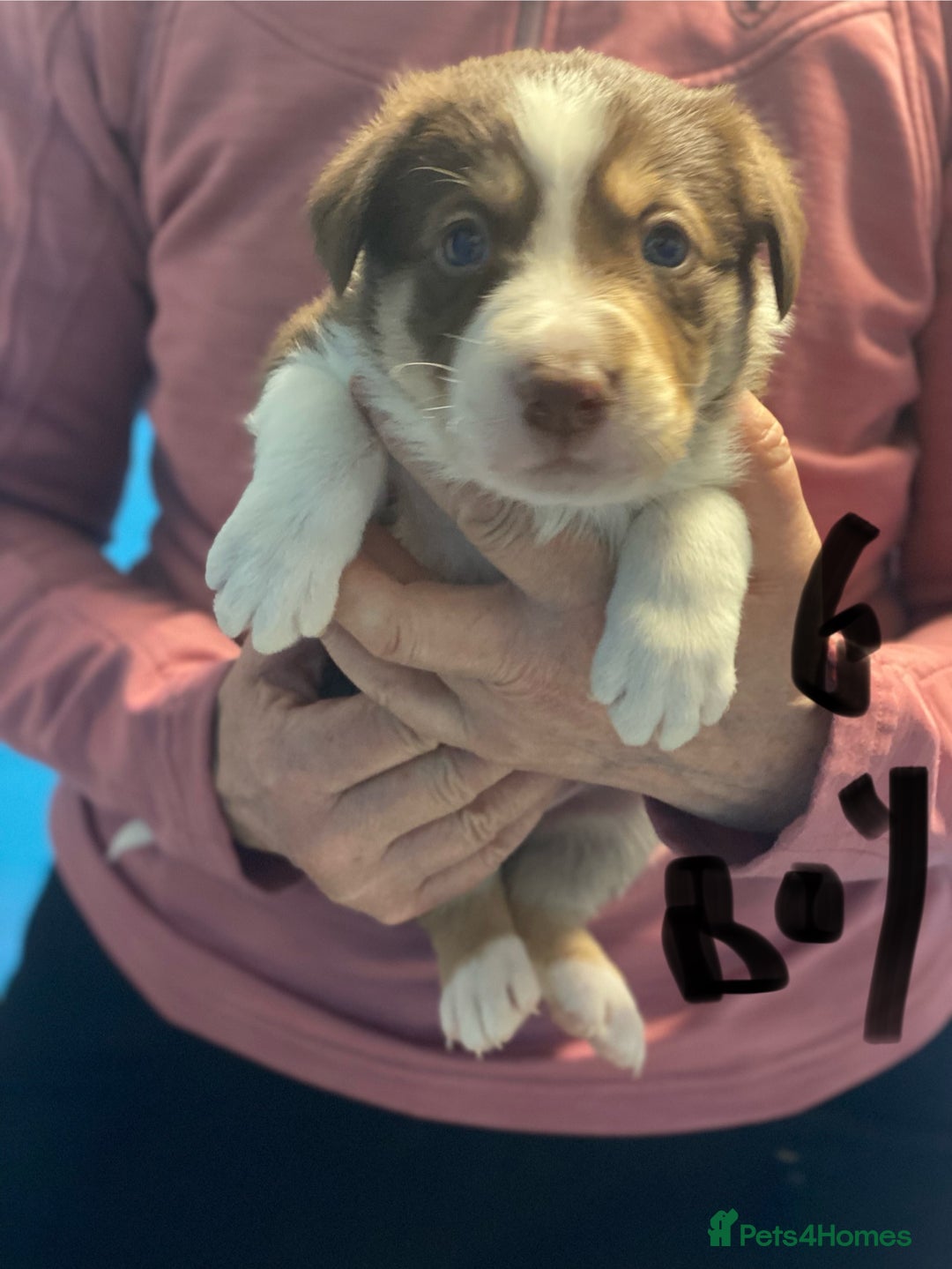 Border Collie dogs for sale: Pure border collie puppies - Advert 7