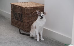 Oriental cats for sale: Beautiful Pedigree Oriental Shorthair  - Image 9