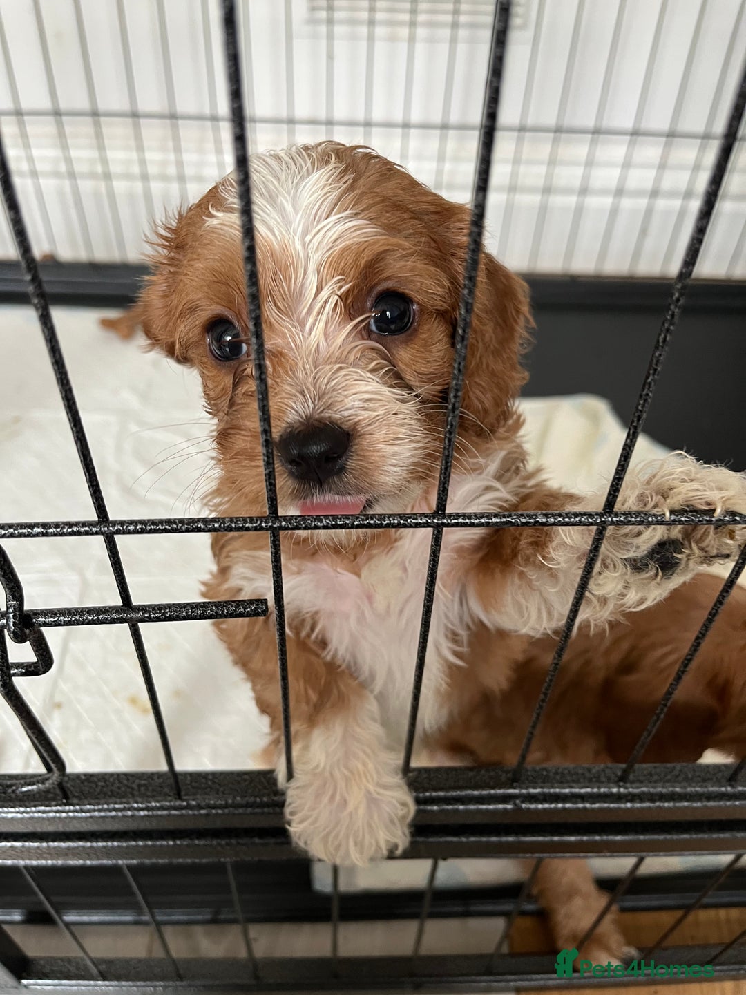 Mixed Breed dogs for sale: cavapoo pups - Image 6