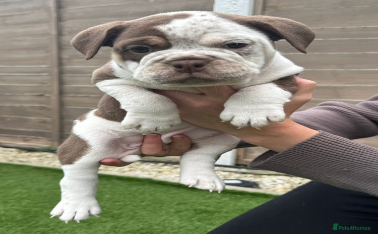 Mixed Breed dogs - Advert 10